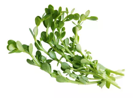 Représentation de l'ingrédient Bacopin pour l'apprentissage, la concentration et la cognition