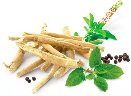 Image de l'ingrédient Rhodiolife pour la mémoire, la concentration et le stress